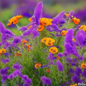 Read more about the article Million bells , sapphire sage and other workhorse plants that thrive in Colorado conditions.