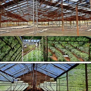 Read more about the article Transforming poultry barns into greenhouses : New North Carolina hub champions sustainable farming.