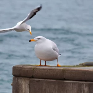 Read more about the article Dundee seagull  attack under the spotlight as birds join red list