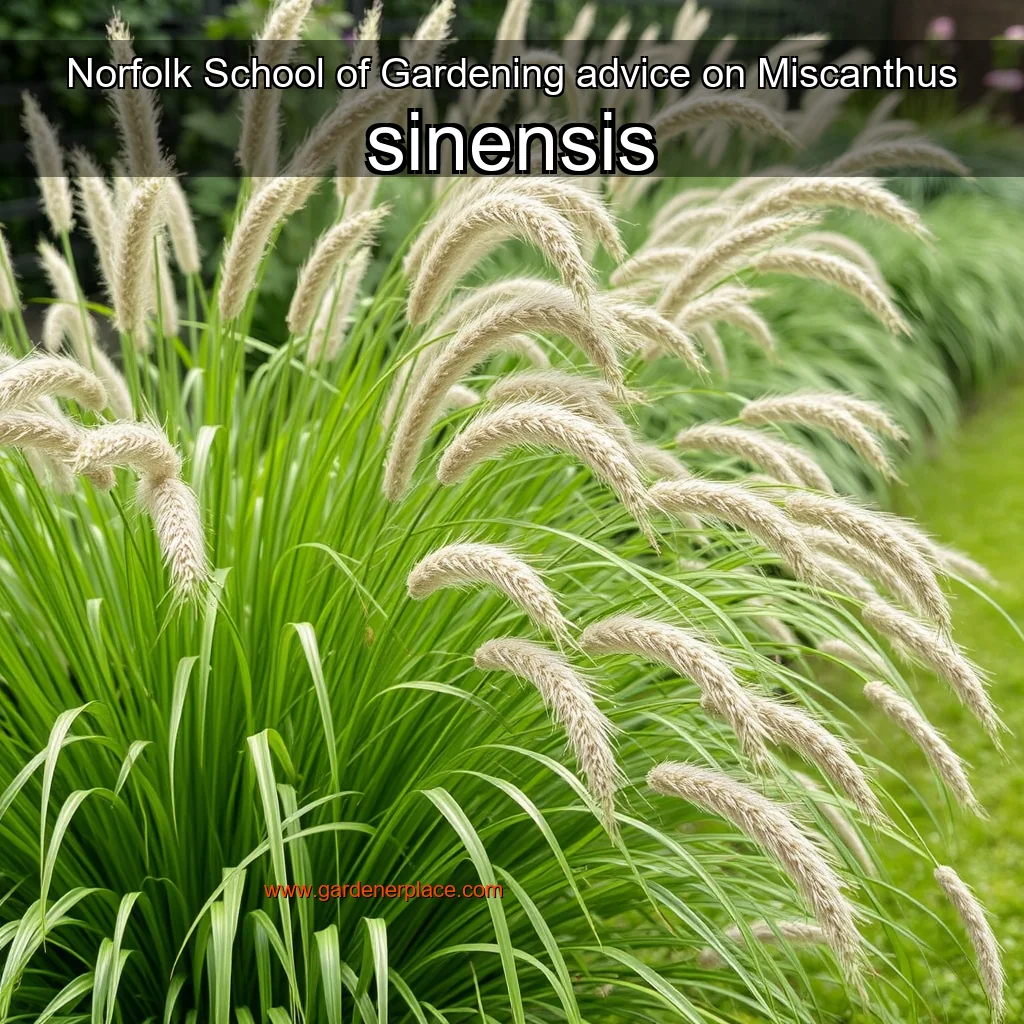 You are currently viewing Norfolk School of Gardening advice on Miscanthus sinensis